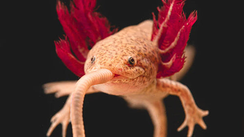 What is an Axolotls Diet